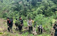 FOTO: Polda Sumsel Bongkar Ladang Ganja 20 Hektar di Empat Lawang