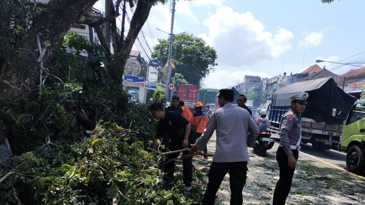 Nahas! Pohon Tumbang Disenggol Truk, Pemotor di Tabanan Jadi Korban