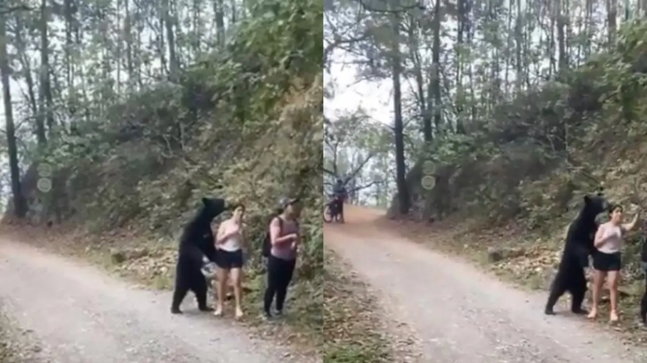 para pendaki dapat terlihat berdiri diam saat beruang menyelinap ke arah mereka dari belakang. (Twitter.com / RexChapman)