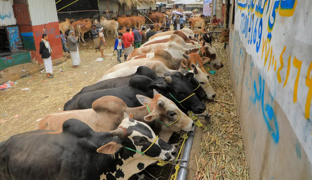 <p>Sapi dipajang sebagai hewan kurban jelang Hari Raya Idul Adha di pasar ternak di Sanaa, Yaman, Rabu (14/7/2021). Saat Idul Adha, umat muslim mengorbankan berbagai hewan seperti sapi, unta, kambing, dan domba. (MOHAMMED HUWAIS/AFP)</p>