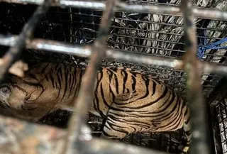 Harimau Sumatera Ditangkap di Lampung Barat (Liputan6.com/istimewa)