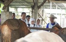 Surplus Besar! Stok Sapi Kurban Lamongan Aman Jelang Idul Adha 2026