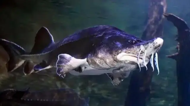 Mola Sharptail