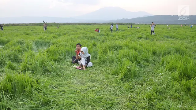 Musim Kemarau, Danau Rawa Pening Berubah Jadi Sabana