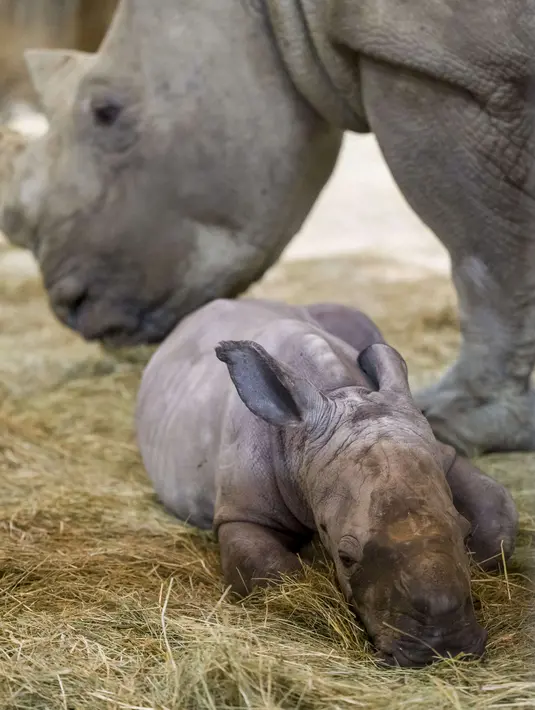 Seekor bayi badak bernama Mosl, dan induknya, Tala, di kandang mereka di taman zoologi Amneville, di Amneville, Prancis timur, pada 15 Oktober 2021. Bayi badak jantan seberat 50 kg yang lahir pada 6 Oktober dari program konservasi untuk spesies tersebut. (JEAN-CHRISTOPHE VERHAEGEN / AFP)