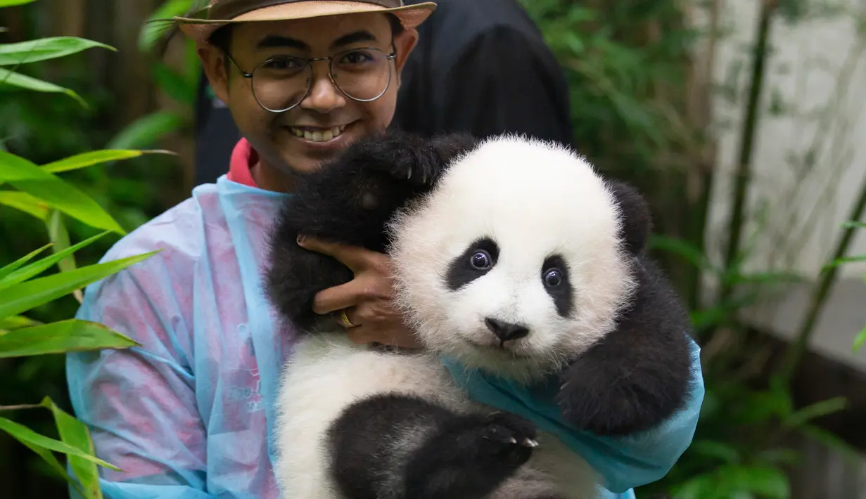Seorang pekerja kebun binatang Malaysia memegang panda bayi ketika diperkenalkan kepada publik di Kuala Lumpur, Sabtu (26/5). Bayi panda yang lahir lima bulan lalu tersebut membuat penampilan media pertamanya. (AP Photo/Vincent Thian)