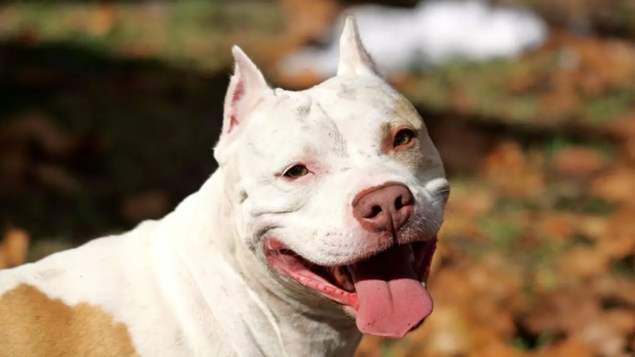 20 Alasan untuk Tidak Memelihara Anjing Pitbull20 Alasan untuk Tidak Memelihara Anjing Pitbull