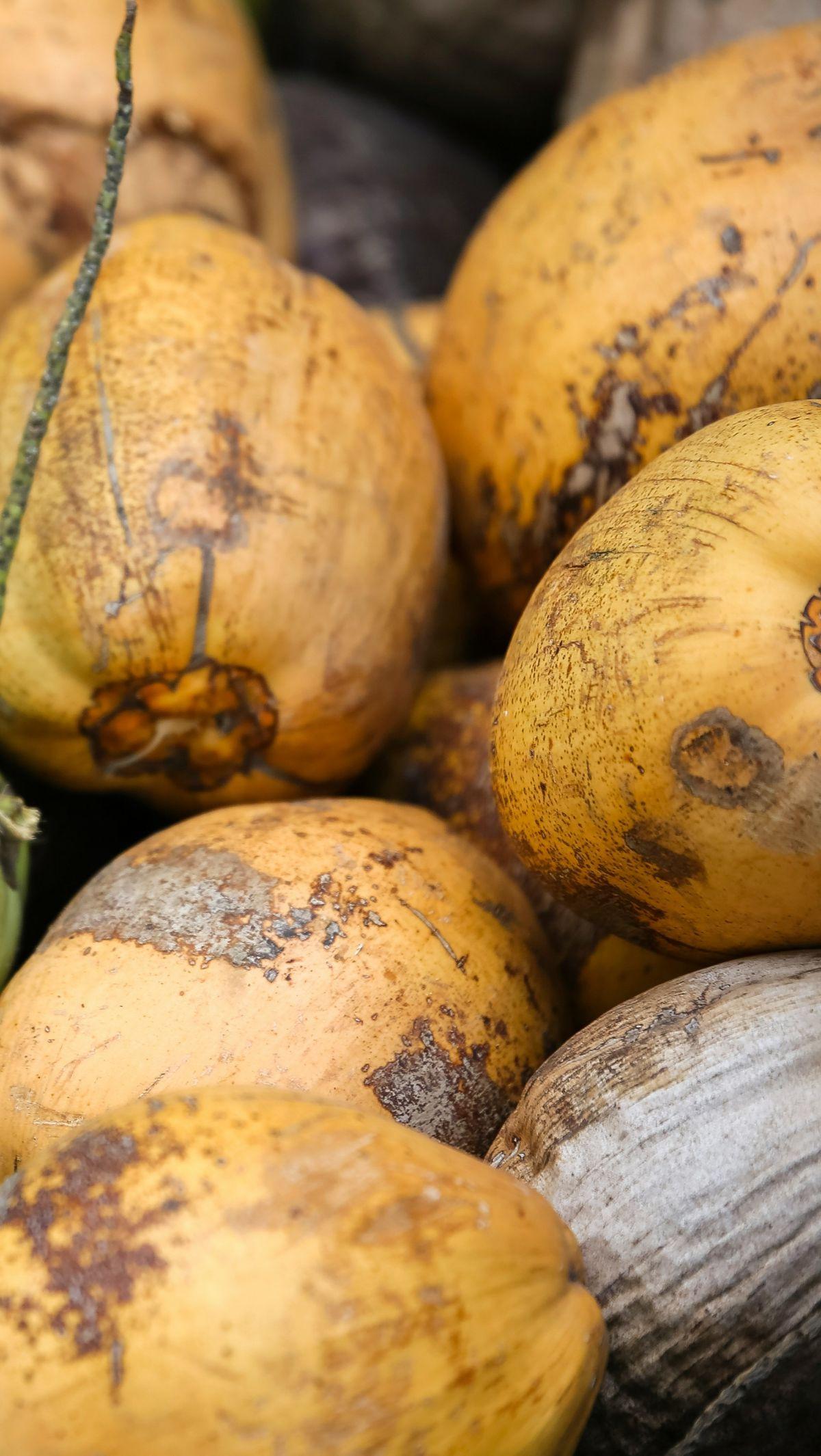 <b>Manfaat Kesehatan Kelapa Kuning</b>