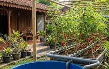 7 Cara Mudah Membuat Aquaponik di Rumah Pakai Ember, Cocok untuk Pemula