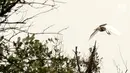 Seekor burung terbang di kawasan Hutan Lindung Angke Kapuk Jakarta, Sabtu (19/1). Jakarta yang memiliki hutan lindung di kawasan Angke Kapuk menarik para komunitas pemerhati burung untuk melakukan kegiatan pemantauan. (Liputan6.com/Fery Pradolo)