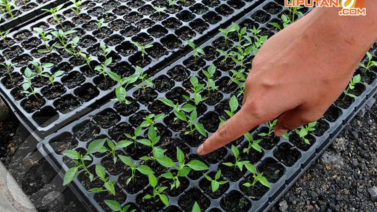 Cara Menanam Cabai Bagi Pemula, Hasil Melimpah Mudah Dipraktikkan