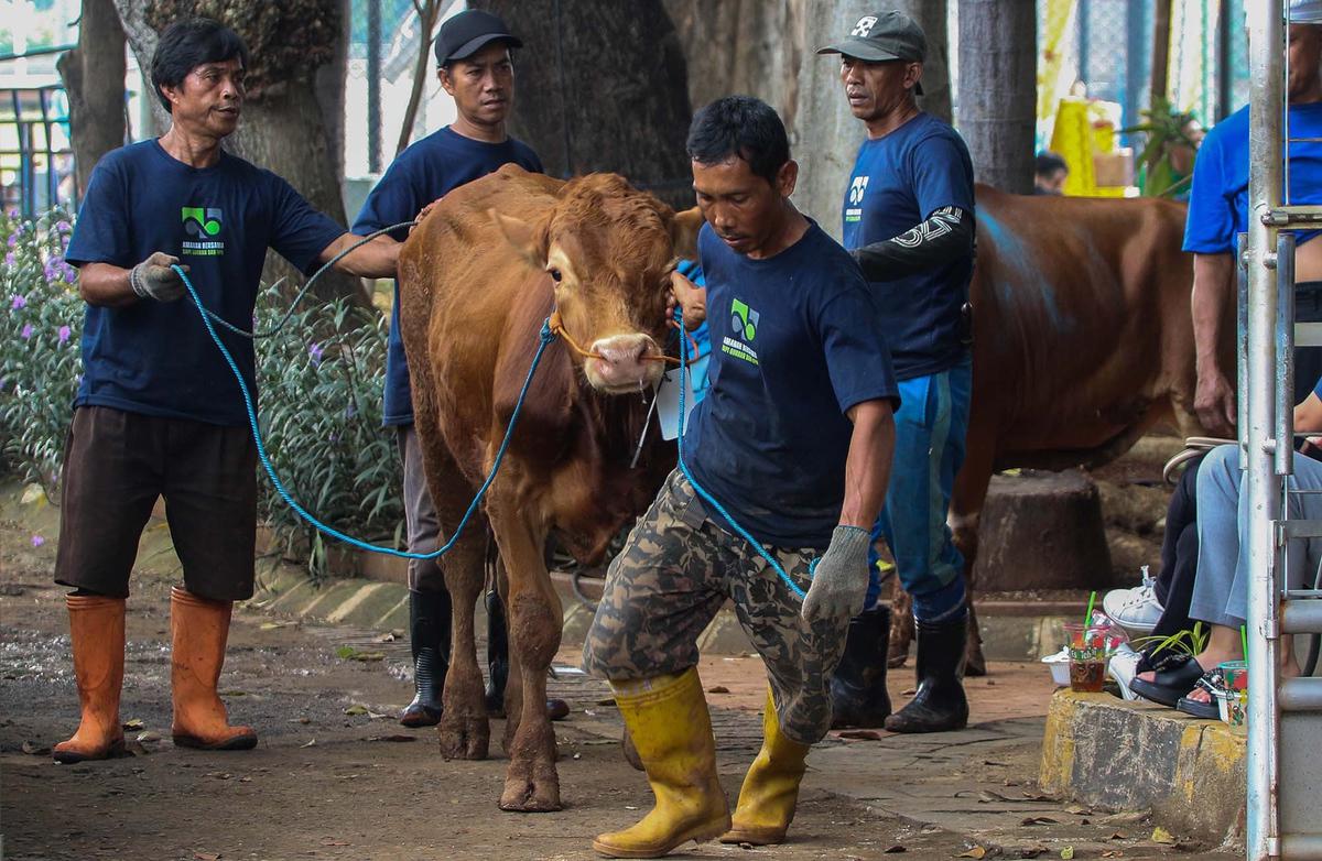FOTO: Daging Sapi Kurban Prabowo dan Gibran di  Mesjid Istiqlal Akan Dimasak dan  Dibagikan Kepada Anak-Anak Yatim