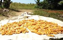 Fakta Unik Jagung Pipil: Solusi Ganda Kemandirian Pangan dan Pakan Ternak di Bintan, Kepri