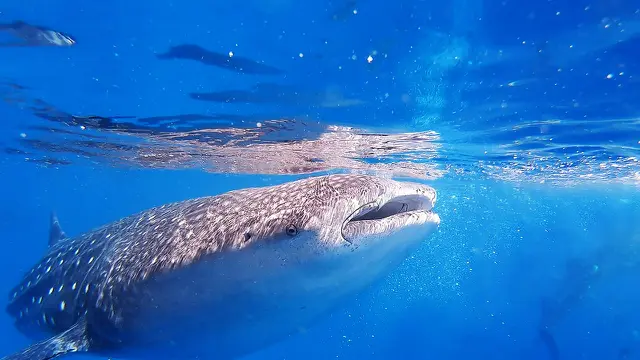 Ilustrasi Berenang Dengan Hiu