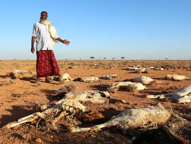 Warga menunjukkan bangkai hewan yang ditemukan mati kekeringan di Dahar, Puntland, Somalia (15/12). Puluhan hewan ternak dan liar mati mengenaskan sejak beberapa bulan terakhir akibat musim kemarau panjang di wilayah Somalia. (REUTERS/Feisal Omar)