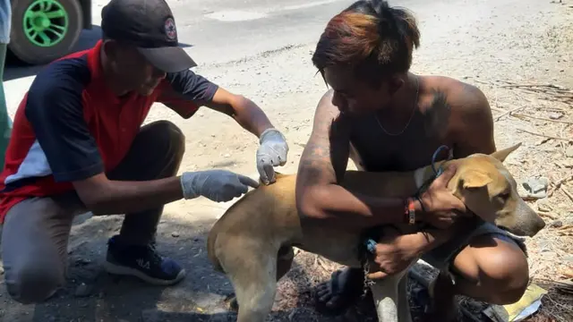 Wabah Rabies di Dompu