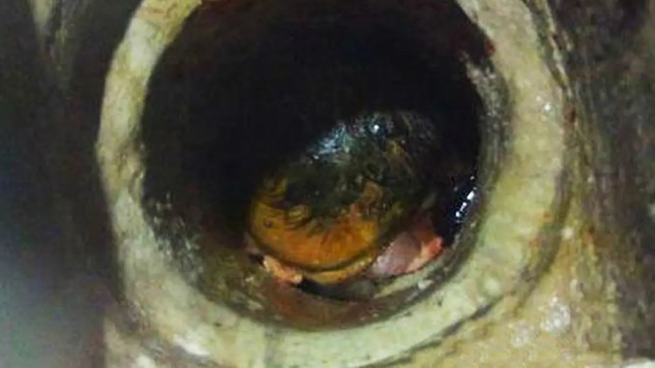 Penyelamatan Dramatis Bayi di Toilet Kampus China