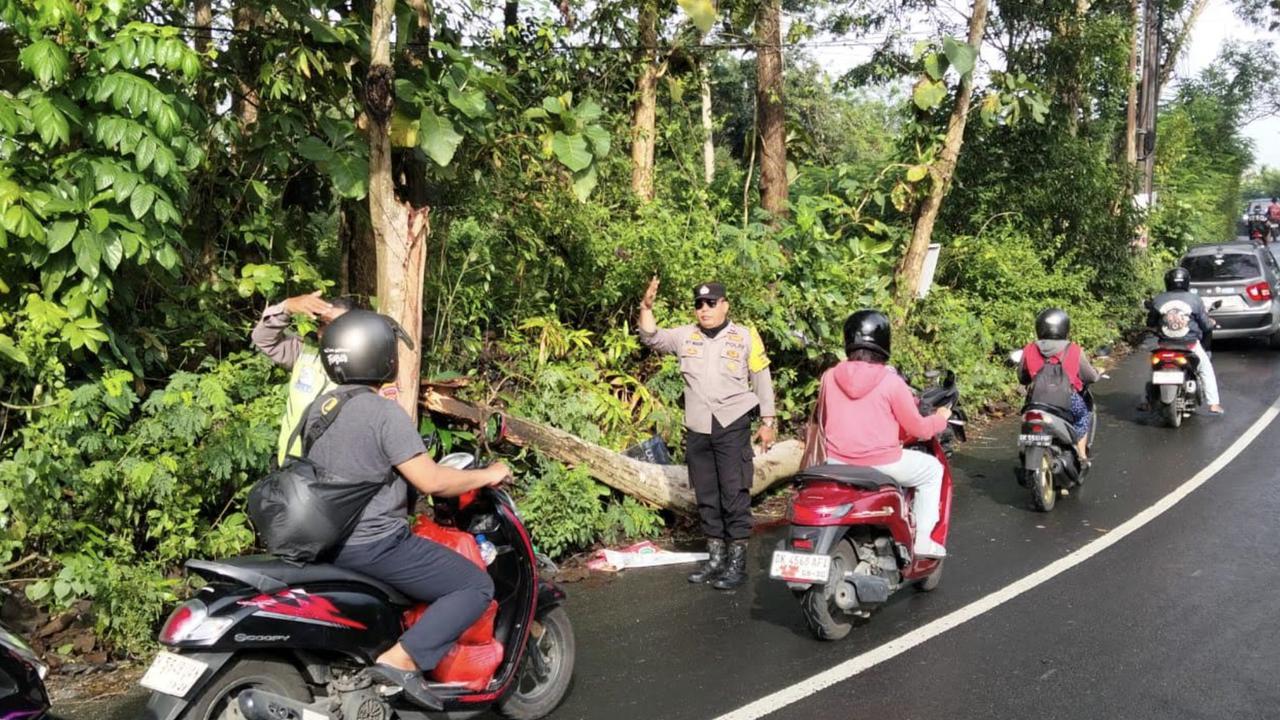 Pohon Tumbang di Badung Hantam Kepala Pengendara Motor, Korban Meninggal Seketika