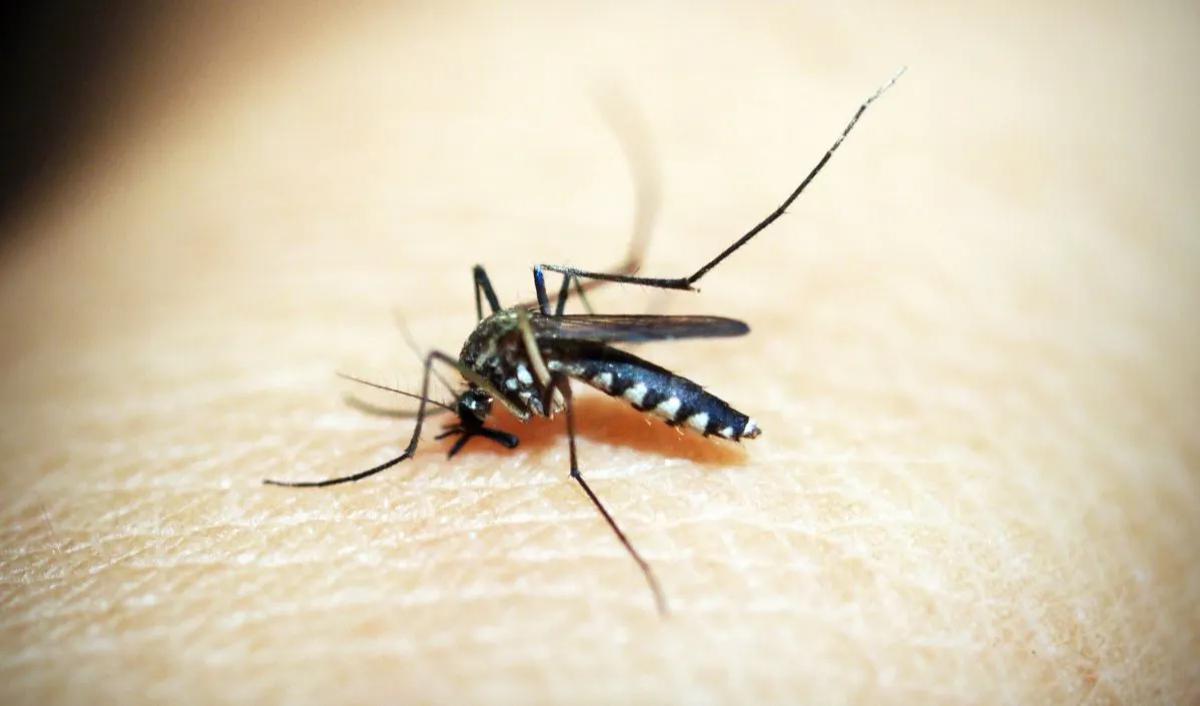 Menurut Uut, pendekatan wolbachia telah terbukti mengurangi secara signifikan kejadian penyakit demam berdarah dan kebutuhan rawat inap bagi penderita penyakit tersebut.&nbsp;<br><br>