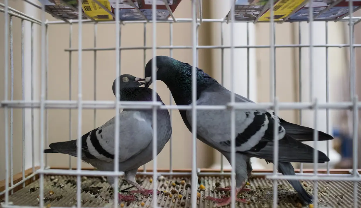 Dua burung merpati dipajang untuk dijual dalam acara tahunan British Homing World Show di Winter Gardens, Blackpool, Minggu (20/1). Setiap Januari, sekitar 15.000 orang berkumpul pada pertemuan peternak merpati terbesar di Inggris itu. (OLI SCARFF/AFP)