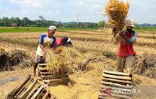 Trivia: Kebijakan 'Any Quality' Bulog Uji Kualitas Beras Nasional, Ini Tantangan dan Solusinya