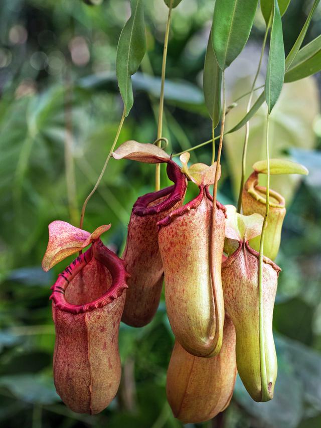 Tanaman Kantong Semar