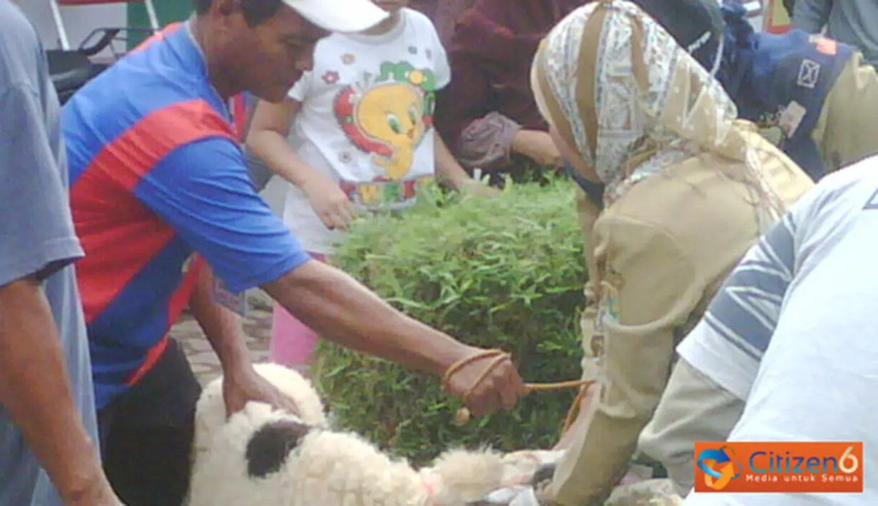 Citizen6, Karawang: Team dari PKP Karawang melakukan pemeriksaan hewan kurban sebelum pelaksanaan penyembelihan di Masjid Al-Ikhlas. (Pengirim: Widya Asrul)