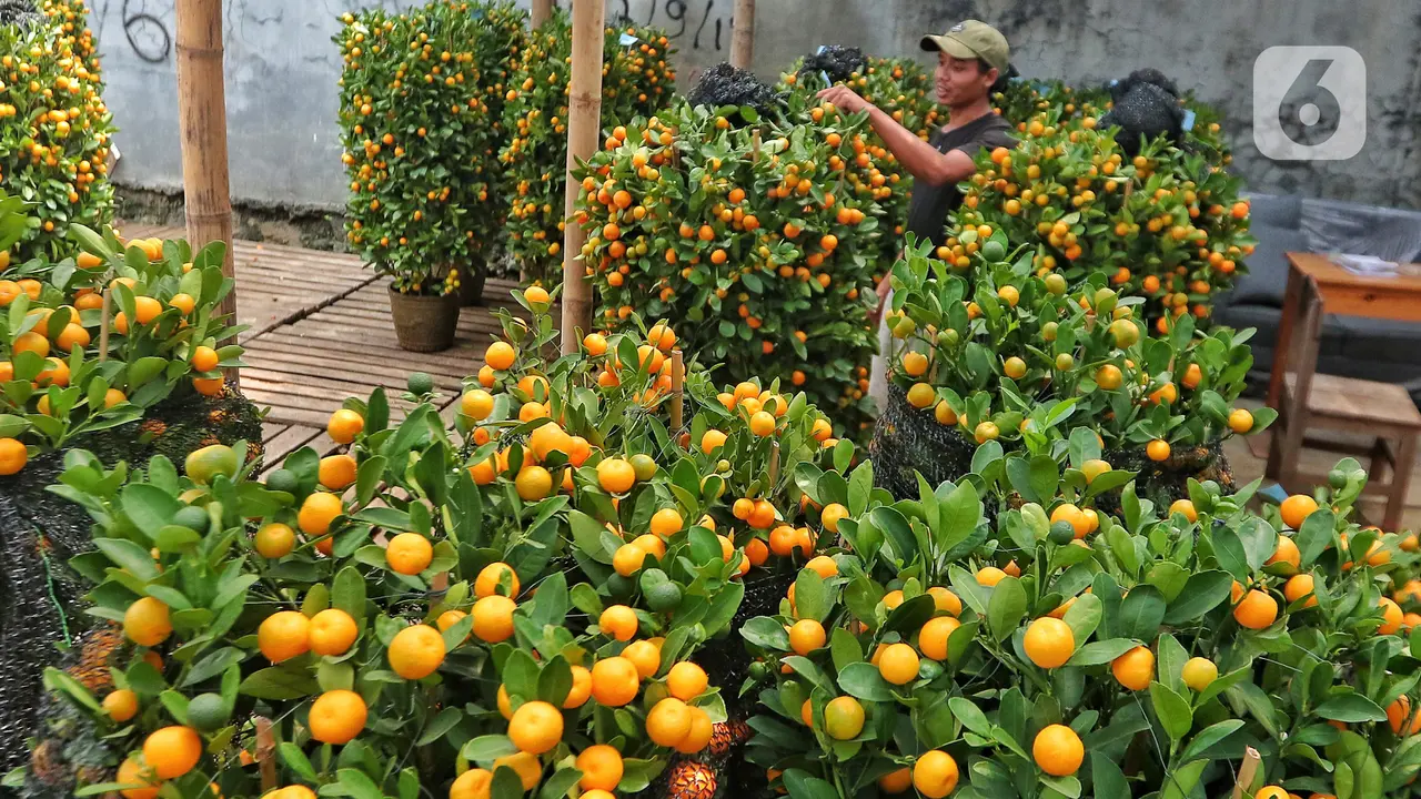 Penjualan Pohon Jeruk Kimkit untuk Imlek