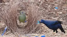 Bowerbird mencari perhatian calon pasangan betinanya dengan perlakuan yang romantis.