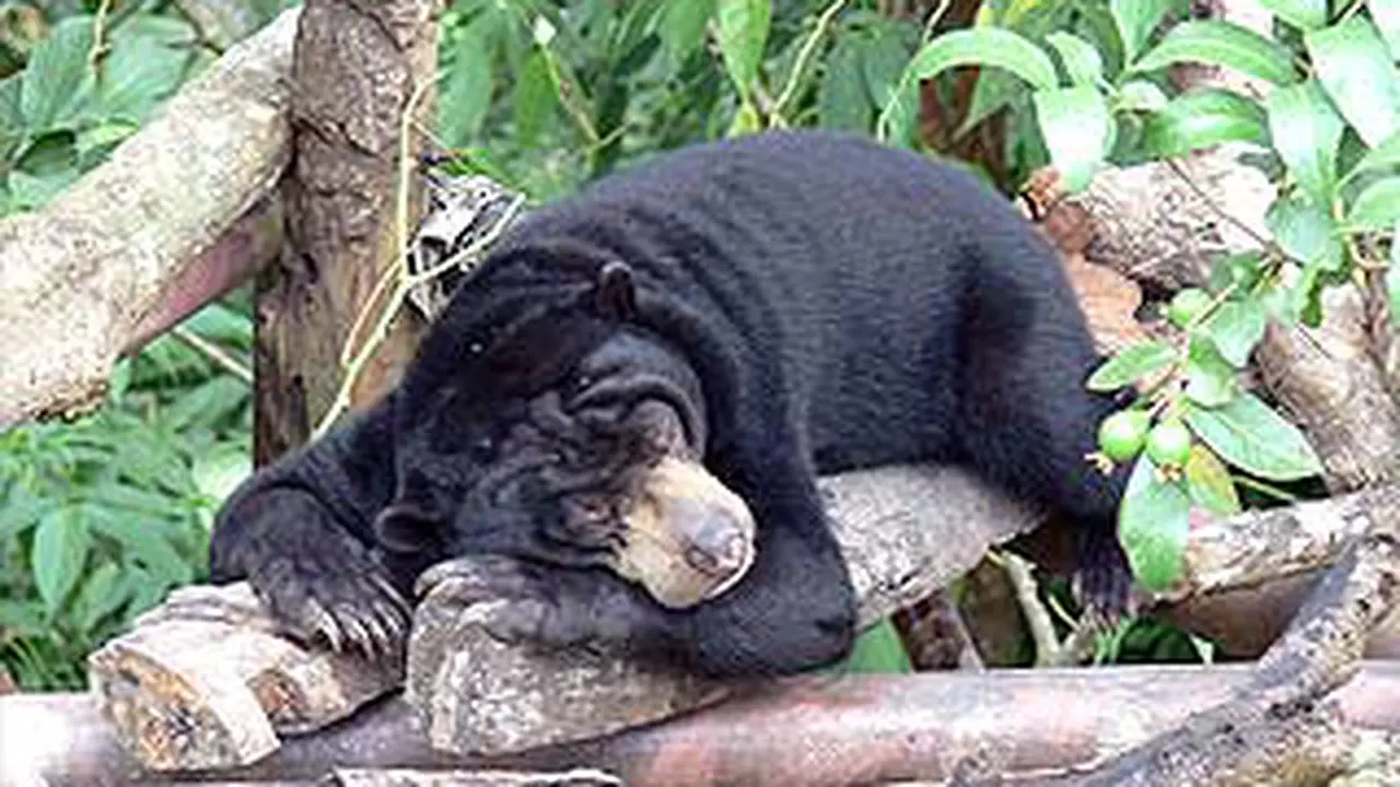110318cberuang.jpg
