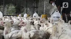Harga Ayam Rp 40.000 per Kg di Pasar, Peternak: Ada Mata Rantai yang Harus Dibuka