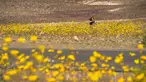 Seorang wanita berada menikmati suasana ditengah hamparan bunga liar yang tumbuh di Taman Nasional Death Valley, California (4/3). Lokasi tumbuhnya bunga-bunga ini merupakan tempat yang kering dan mustahil ditumbuhi tumbuhan. (ROBYN BECK / AFP)