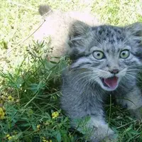 Petani ini temukan keganjilan pada kucing yang ia pelihara sejak kecil saat tumbuh dewasa. Ada apa gerangan? (Via: boredpanda.com)