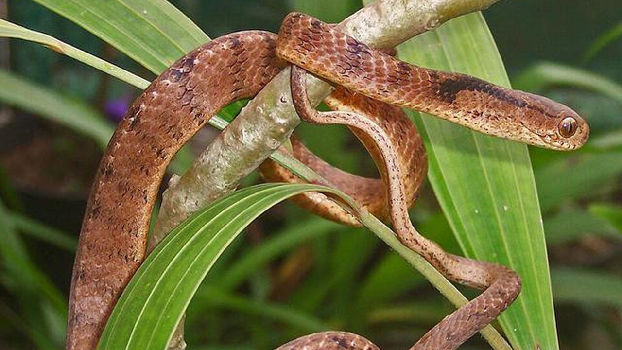 7 Jenis Ular Pemakan Serangga yang Aman dan Tidak Berbisa, Jangan Panik