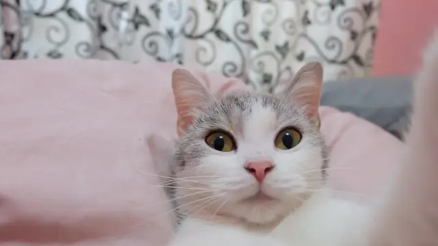 Editor Says: Kucing Kampung Juga Pantas Disayang
