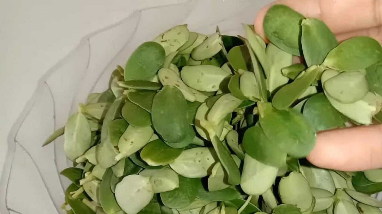 Yuk Cicipi Uniknya Sayur Daun Katel, Kuliner Langka yang hanya ada di Majalengka
