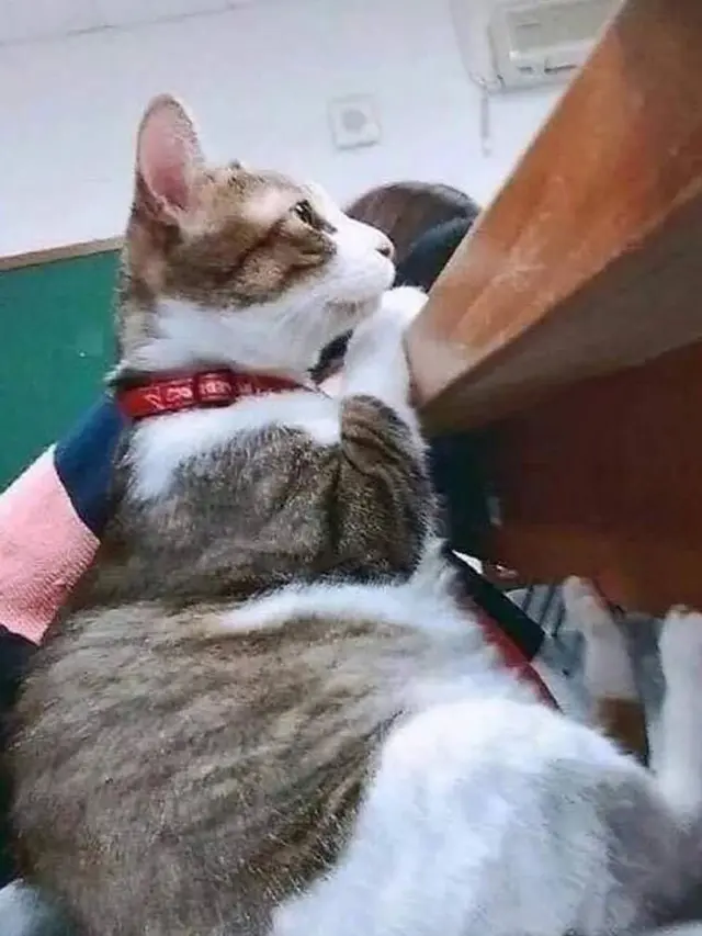 Gemas Banget, 7 Foto Kocaknya Kalau Kucing Sekolah