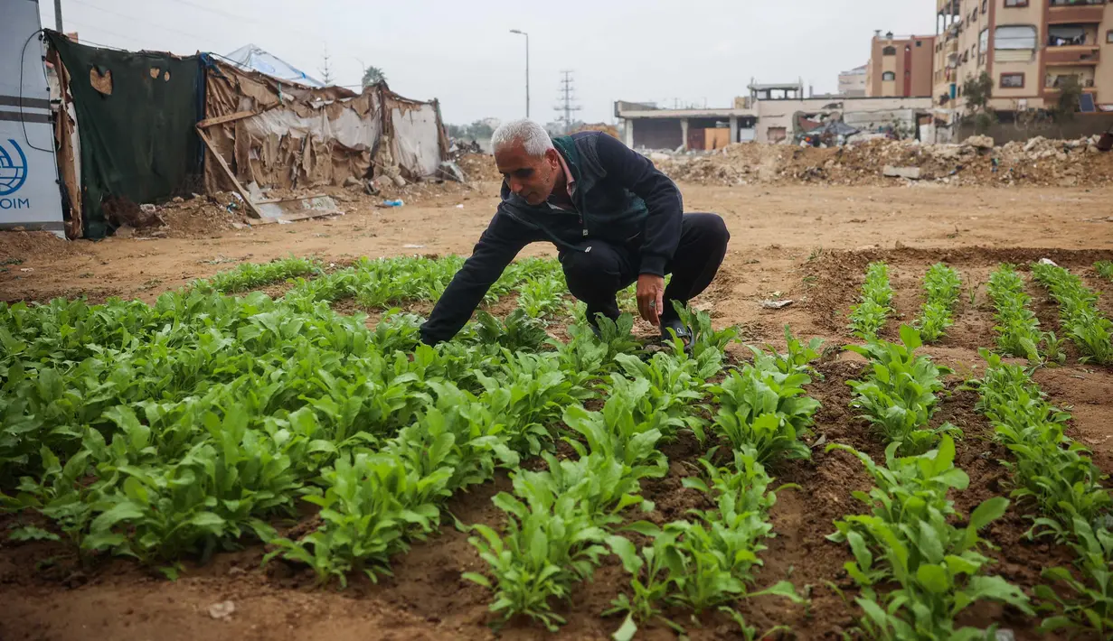 Seorang pria Palestina memeriksa tanaman sayuran di dekat tenda pengungsiannya di kamp pengungsian Bureij di Jalur Gaza tengah pada 24 November 2024. (Eyad BABA/AFP)