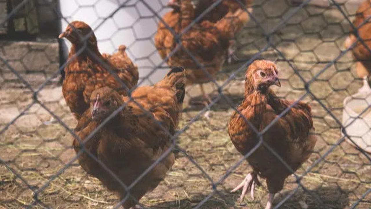 Tips Jitu Agar Ayam Tidak Berkokok Tengah Malam Tanpa Disakiti, Bikin Tidur Makin Nyenyak