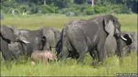 Bayi gajah pink yang terlihat di sebuah alam liar di Botswana, Afrika. Seperti apakah dia? Lihat yuk.