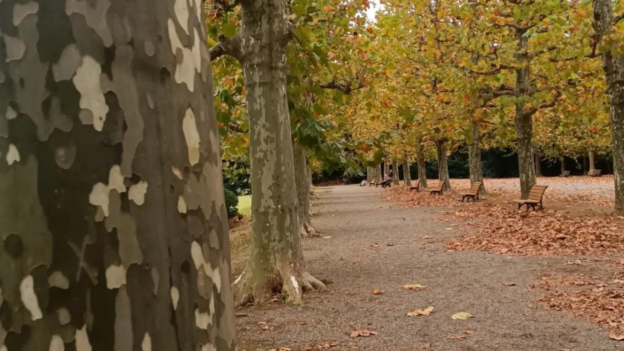 10. Row of Plane Trees merupakan salah satu spot yang paling cocok dikunjungi saat musim gugur.
