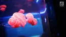 Ubur-ubur terlihat di Wahana Jellyfish Sphere di SeaWorld Ancol, Jakarta, Selasa (25/12). Sea World menjadi tempat wisata alternatif warga menghabiskan libur Natal 2018. (Liputan6.com/Faizal Fanani)