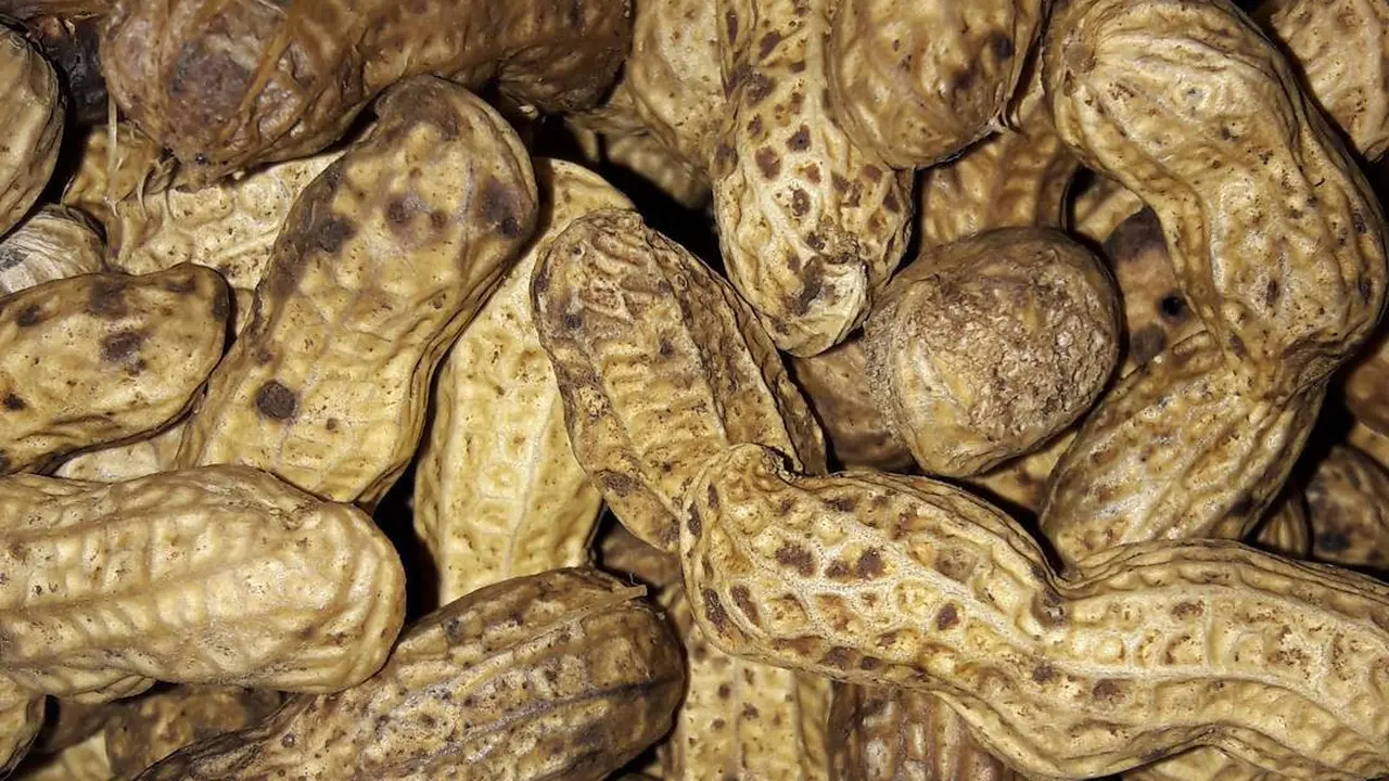 Tidak Perlu Lagi Alat Presto, Ini Cara Masak Kacang Tanah Agar Cepat Empuk Cuma 12 Menit,