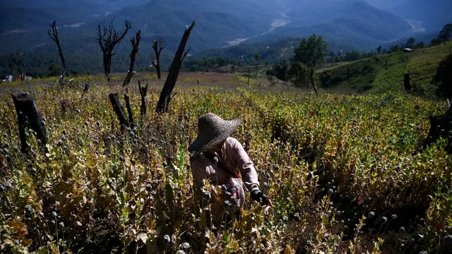 Mengintip Ladang Opium di Myanmar