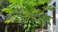 Pohon Buah Berakar Dangkal vs Berakar Dalam, Mana yang Aman Dekat Rumah?