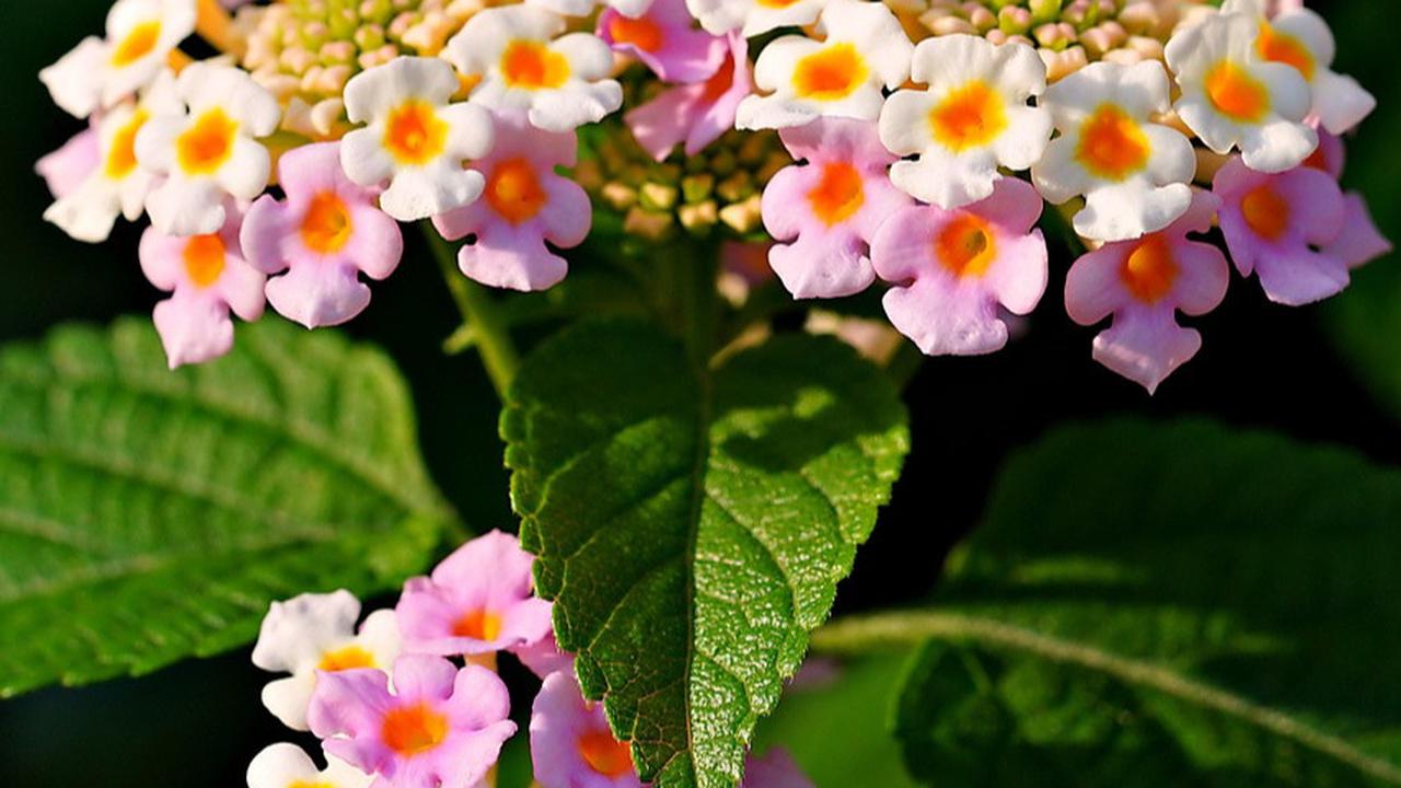 Lantana