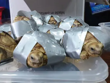 Biro Kepabeanan Filipina menunjukkan kura-kura yang ditemukan dilakban pada konferensi pers di bandara Manila, 3 Maret 2019. Lebih dari 1.500 kura-kura langka ditemukan dalam empat koper yang tidak diketahui pemiliknya. (Bureau of Customs via AP)
