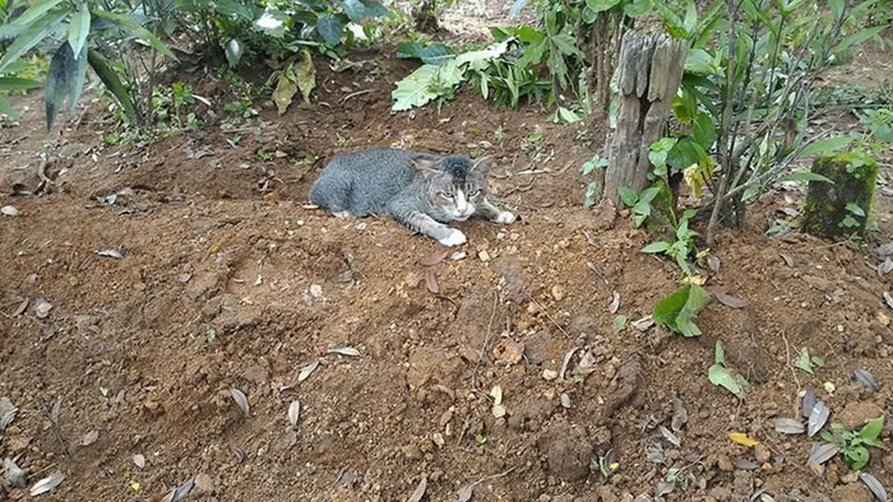 [Bintang] Kucing 