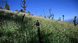 Seorang petani berjalan di sebuah ladang opium di Hopong, Shan, Myanmar, Minggu (3/2). Konflik yang sedang berlangsung menghambat upaya untuk memberantas budidaya opium di Myanmar. (Ye Aung THU/AFP)