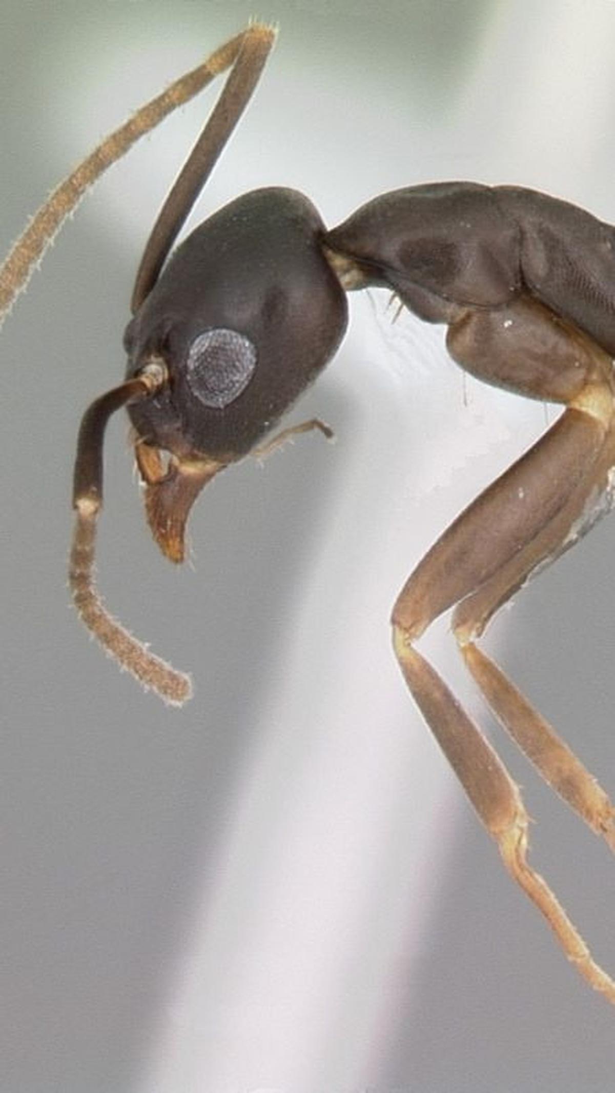 8. Semut Gracilidris<br>